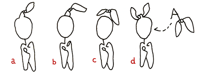 Grammatik-Studien: Hannes Katers Darsteller *15 Protagonist mit *16 Knoten – EInträge a bis d: bewusste Erinnerung, durchgezogene Kopflinie, nah schwebend und zugeordnet