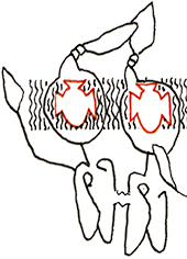 Hannes Kater  Detail einer Zeichnung aus dem November 2025